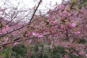 河津桜